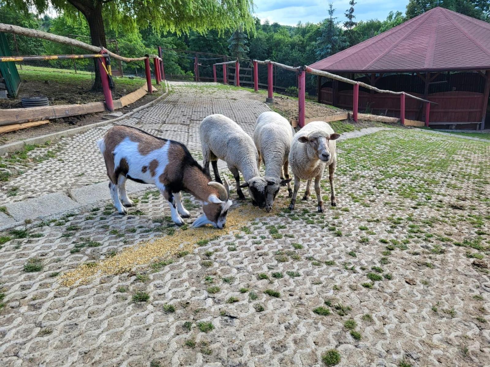 Koperkowe Rancho Beskid Wyspowy Domek Malopolskie Kamionna Kamionna  Экстерьер фото